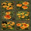 California Poppies Six Block Quilt Panel - FLR-014 - Panel Size is 16 X 22, Quality Quilting Cotton, Digitally Printed view 1