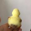WellieSTR Little Duck Needle Felting Kit,Felting Kit for Beginners Adult and Craft Kit, Unique Felt Animals, Felting Tools Included Felting Needles, Felting Pad, Felting Wool and Instruction view 3