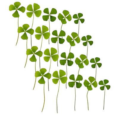 24pcs Dried Pressed for Crafts Scrapbooking and Home Decor Plant Specimens for Art and Creative Projects