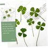 24pcs Dried Pressed for Crafts Scrapbooking and Home Decor Plant Specimens for Art and Creative Projects view 2