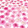 48 Pcs Mix Natural Dried Pressed Cherry Blossoms for Floral Cake Decorating, Cocktail Garnish, Resin Jewelry Making, DIY Art Crafts (Pink Sakura) view 1