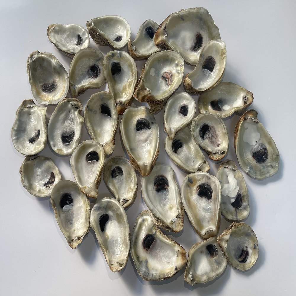 Premium Oyster Shells for Fun Crafts and Decor by Memory Cross. No Holes/Cracks, Non-Sharp, (No Sanding/Polishing/Painting or Bleaching) (2"- 4" Length) 20 Shells