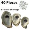 Premium Oyster Shells for Fun Crafts and Decor by Memory Cross. No Holes/Cracks, Non-Sharp, (No Sanding/Polishing/Painting or Bleaching) (2"- 4" Length) 20 Shells view 2