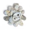 Premium Oyster Shells for Fun Crafts and Decor by Memory Cross. No Holes/Cracks, Non-Sharp, (No Sanding/Polishing/Painting or Bleaching) (2"- 4" Length) 20 Shells view 3