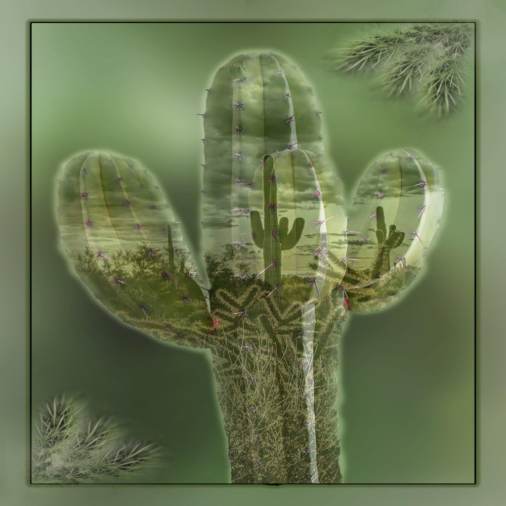 Large Cactus Within a Cactus Quilt Panel, Panel Size is 29.5 X 42- DCS-015, Southwest Quilting Fabric