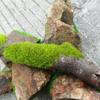 ECYC Ltd 30g Miniatures Static Grass Model Grass Terrain Powder Artificial Fake Grass Model Train Grass Powder for Fairy Garden, Artificial Plants, Miniatures Landscape, Craft Accessory, 8mm Length view 3