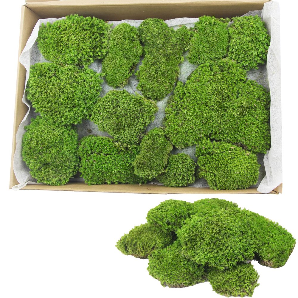FAICOIA Preserved Moss Bulk Green Natural Preserved Pole Moss Pillow for Potted Plants 2.5 sq.ft Green Moss Balls for Bowls Wall Art Terrariums Crafts Fairy Gardens Easter Table Decor