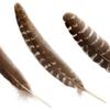 Natural Wild Turkey Feathers Wing 8-10inch (20-25cm) for Crafts DIY Home Wedding Party Halloween Decoration Feathers (20pcs) view 2