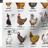 Spoonflower Fabric - Chickens World Chicken Illustration Cute Rooster Modern Farmhouse Farm Printed on Chiffon Fabric Fat Quarter - Sewing Fashion Apparel Dresses Home Decor view 3