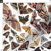Spoonflower Fabric - Moths North America Moth Butterfly Bug Insect Science Entomology Printed on Polartec(R) Fleece Fabric Fat Quarter - Sewing Blankets Loungewear and No-Sew Projects view 3