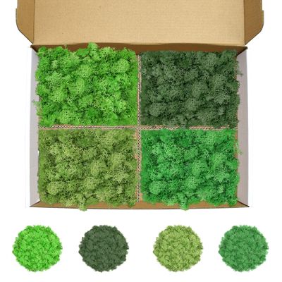 TCYPUHL Preserved Reindeer Moss Set, 14 oz, Green, Dark Green, Chartreuse and Emerald Green Craft Moss for Potted Plants, Fairy Gardens, DIY Wall Art, Floral Arrangements and Holiday Table Decor
