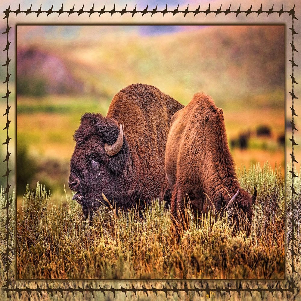 Bison in Rut Fabric Quilt Panell - ANW-030 - Panel Size is 25 X 17.5, Quality Quilting Cotton