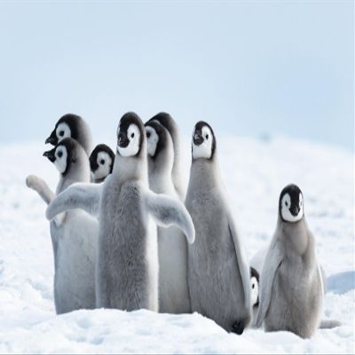 Penguin Chicks Fabric Panel - BLB-005 - Panel Size is 24 X 16, Quality Quilting Cotton