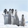 Penguin Chicks Fabric Panel - BLB-005 - Panel Size is 24 X 16, Quality Quilting Cotton view 1