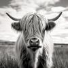 DIY Stamped Cross Stitch Kits for Beginners Black and White Highland Cow 11CT Needlepoint Embroidery Counted Cross Stitch Kits Art Craft Wall Decoration 50x65cm(1) view 1