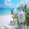 Diamond Painting Kits for Adults DIY Diamond Art White, Rose Diamond Painting Full Drill Embroidery Craft Paint by Number for Adults Canvas Gem Art Kits Crafts for Home Wall Decor Gifts, 30x60cm C23 view 1