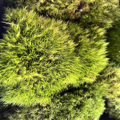 Jumbo Live Fresh Variety Moss Mix Terrariums, Fairy Gardens, Crafts, Decor