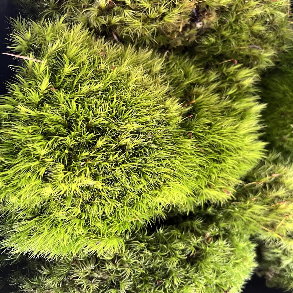 Jumbo Live Fresh Variety Moss Mix Terrariums, Fairy Gardens, Crafts, Decor