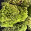 Jumbo Live Fresh Variety Moss Mix Terrariums, Fairy Gardens, Crafts, Decor view 1