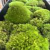 Jumbo Live Fresh Variety Moss Mix Terrariums, Fairy Gardens, Crafts, Decor view 2