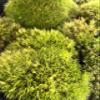 Jumbo Live Fresh Variety Moss Mix Terrariums, Fairy Gardens, Crafts, Decor view 3