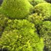 Jumbo Live Fresh Variety Moss Mix Terrariums, Fairy Gardens, Crafts, Decor view 4