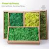 Preserved Reindeer Craft Moss-17.6oz Natural Green DIY Kit Gardenning Art Wall Florist Moss Terrariums Gardenning Decor Landscape Garden Decor(Shallow Green 17.6 OZ) view 2