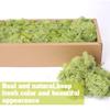Preserved Reindeer Craft Moss-17.6oz Natural Green DIY Kit Gardenning Art Wall Florist Moss Terrariums Gardenning Decor Landscape Garden Decor(Shallow Green 17.6 OZ) view 3