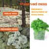 Preserved Reindeer Craft Moss-17.6oz Natural Green DIY Kit Gardenning Art Wall Florist Moss Terrariums Gardenning Decor Landscape Garden Decor(Shallow Green 17.6 OZ) view 4