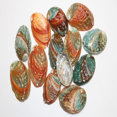 NineTribe Basics 12pc - Polished Korean Abalone Seashells, Shell Artistry Craft Supplies, Sailors Valentines, Beach Decor, Jewelry Supply, Mosaics Craft Supply SS-427, Green, Creme and Brown