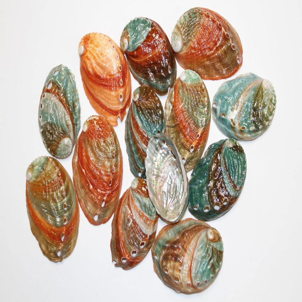NineTribe Basics 12pc - Polished Korean Abalone Seashells, Shell Artistry Craft Supplies, Sailors Valentines, Beach Decor, Jewelry Supply, Mosaics Craft Supply SS-427, Green, Creme and Brown