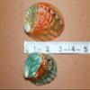 NineTribe Basics 12pc - Polished Korean Abalone Seashells, Shell Artistry Craft Supplies, Sailors Valentines, Beach Decor, Jewelry Supply, Mosaics Craft Supply SS-427, Green, Creme and Brown view 4