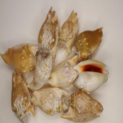 50pc Strombus Bulla Whole Seashell Craft Supplies, Sailors Valentines, Gift Basket Supply Beach Home Accents Shells SS-428