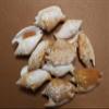 50pc Strombus Bulla Whole Seashell Craft Supplies, Sailors Valentines, Gift Basket Supply Beach Home Accents Shells SS-428 view 2
