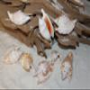 50pc Strombus Bulla Whole Seashell Craft Supplies, Sailors Valentines, Gift Basket Supply Beach Home Accents Shells SS-428 view 3