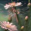 RMSGOZO DIY Rainy Day Dragonfly Diamond Painting Kits, 16X24 Inch 5D Round Rhinestones Diamond Painting, for Adults Children Embroidery Art Kit, for Room Decor Home Decor Gifts view 1