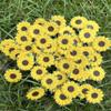 DUONGJAIS BRAND Sunflowers Mulberry Paper 1.25 x 1.25 inches 2 Layers Flower 50 Pcs Best for Scrapbooking Creative Craft Projects Mulberry Paper Flowers (Yellow) view 2