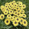 DUONGJAIS BRAND Sunflowers Mulberry Paper 1.25 x 1.25 inches 2 Layers Flower 50 Pcs Best for Scrapbooking Creative Craft Projects Mulberry Paper Flowers (Yellow) view 3