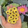 DUONGJAIS BRAND Sunflowers Mulberry Paper 1.25 x 1.25 inches 2 Layers Flower 50 Pcs Best for Scrapbooking Creative Craft Projects Mulberry Paper Flowers (Yellow) view 4