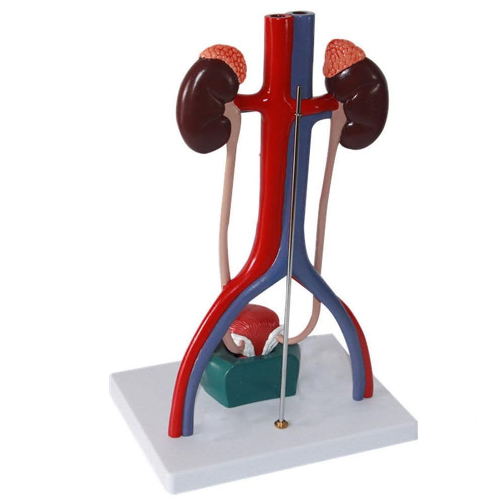 Cokvbato Anatomy Model of Male Urinary System 13.5 Inches Tall Features Kidneys with Adrenal Glands, Ureters, and Bladder