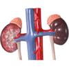 Cokvbato Anatomy Model of Male Urinary System 13.5 Inches Tall Features Kidneys with Adrenal Glands, Ureters, and Bladder view 2