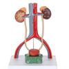 Cokvbato Anatomy Model of Male Urinary System 13.5 Inches Tall Features Kidneys with Adrenal Glands, Ureters, and Bladder view 3