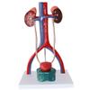 Cokvbato Anatomy Model of Male Urinary System 13.5 Inches Tall Features Kidneys with Adrenal Glands, Ureters, and Bladder view 4