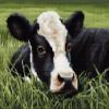 NineTribe Basics Grass Dairy Cow Cross Stitch Kits for Beginners Stamped Cross-Stitch Supplies Needlework DIY 11CT 3 Strands Cotton Thread Printed DIY Needlepoint Kits DMC Craft Needlework Set 5545cm (CB80) view 1