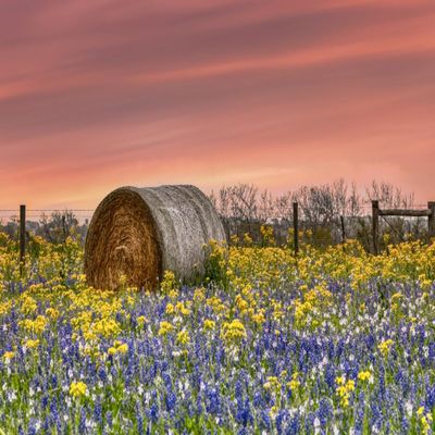 NineTribe Basics Springtime in Texas Fabric Panel - JAP-012, Panel Size is 24 X 16, Quality Quilting Cotton