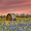 NineTribe Basics Springtime in Texas Fabric Panel - JAP-012, Panel Size is 24 X 16, Quality Quilting Cotton view 1