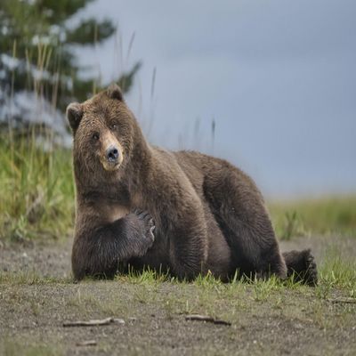 NineTribe Basics Alaskan Brown Bear Fabric Panel - JAP-009, Panel Size is 24 X 16, Quality Quilting Cotton