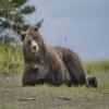 NineTribe Basics Alaskan Brown Bear Fabric Panel - JAP-009, Panel Size is 24 X 16, Quality Quilting Cotton view 1