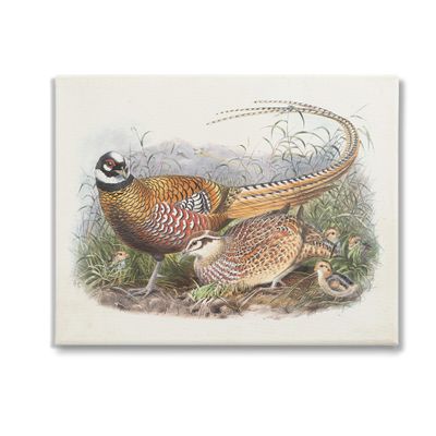 Stupell Industries Pheasant Family in Nature Canvas Wall Art by Wild Apple Portfolio