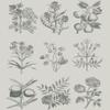 Annie Sloan RHS Decoupage Papers (Botanical Drawings) view 2